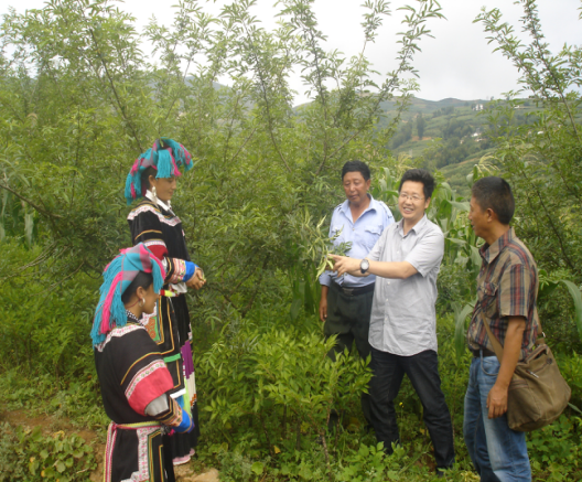 西大教授、中國(guó)魔芋協(xié)會(huì)會(huì)長(zhǎng)張盛林（右一）在金陽(yáng)林下白魔芋